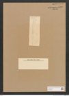 Diatomeae indet. Zeichnungen Sammlung Grunow Nr. 4490 (NHMW-BOT-W0372449)